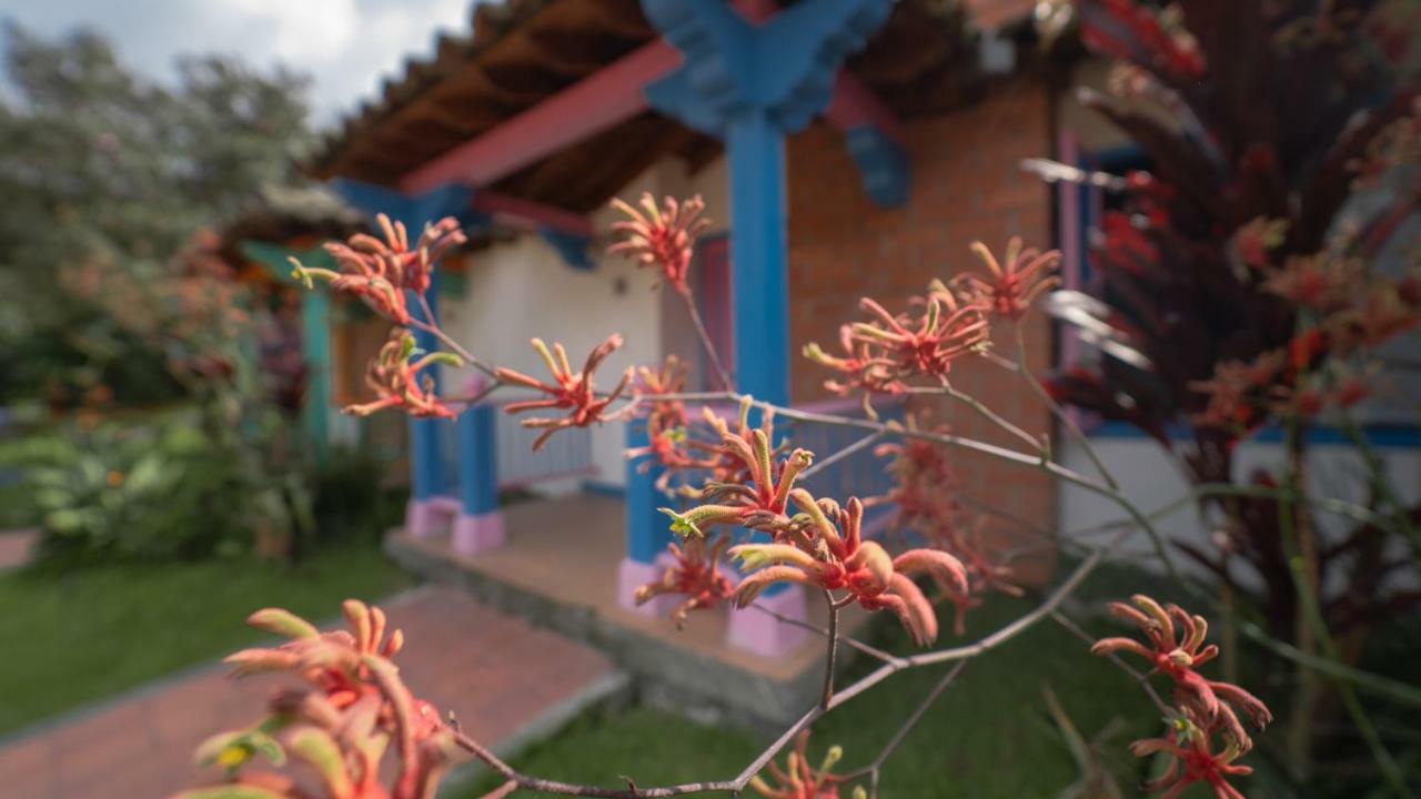 Отель Termales El Otono Ла-Энеа Экстерьер фото An example of a kangaroo paw